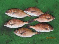 田井の海上釣り堀のマダイ釣果〜エサとり多い…