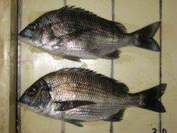 宮崎沖カセでチヌとヒラメの釣果