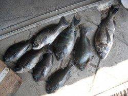 カマ磯のフカセ釣りでグレ・チヌ