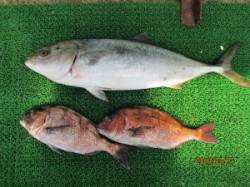 【17日】田井観光フィッシングでのメジロ・…