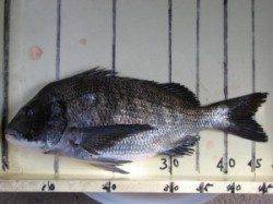 六本裏カセ、チヌ釣果　エサはアケミ丸貝