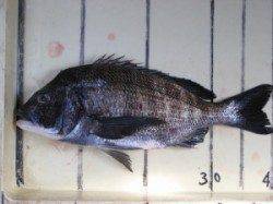 六本裏カセ、チヌ釣果　エサはアケミ丸貝