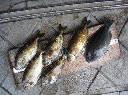 キハチ磯でのフカセ釣り釣果　グレ・アイゴ