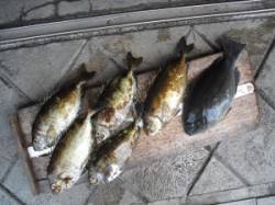 キハチ磯でのフカセ釣り釣果　グレ・アイゴ