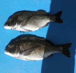 若狭大島の地磯でチヌ3枚、大丹生防波堤では…