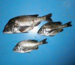 若狭大島の地磯でチヌ3枚、大丹生防波堤では50.8cmの年なし