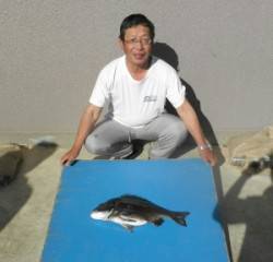 野原磯でチヌ52.7cm！