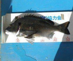 野原磯でチヌ52.7cm！