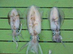 沖一文字内向き・神谷一文字　ヤエンでのアオリイカ釣果