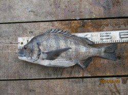 一文字前イカダ2号にて年なしチヌ52cm！