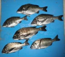 親海公園チヌ50.1cmを頭に6匹〜チヌが…