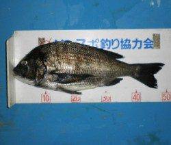 親海公園チヌ50.1cmを頭に6匹〜チヌが好調です！