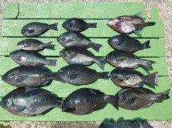 沖一文字内向きにてフカセ釣りでのグレ釣果