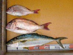 三尾の磯でマダイ＆ヒラマサ(^_^)/  大物ヒラマサのバラしも・・・