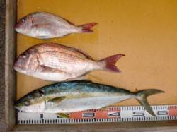 三尾の磯でマダイ＆ヒラマサ(^_^)/  …