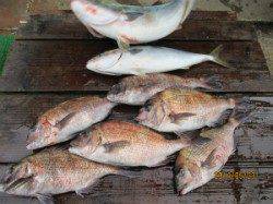 宮津・田井の海上釣り堀〜メジロ・マダイ放流中