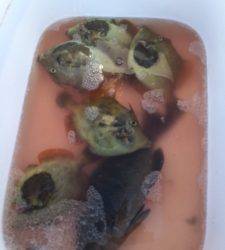 沖の赤島のフカセグレ〜餌取りまだ交わせる範囲でした