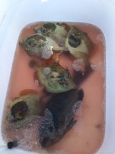 沖の赤島のフカセグレ〜餌取りまだ交わせる範…