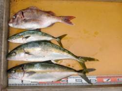 カゴ釣りでヒラマサ５発ヒットの２匹ＧＥＴ！…