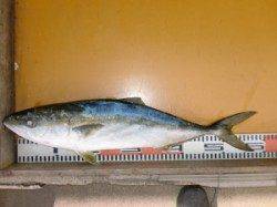 モジマにてジギング〜朝一にメジロが釣れました♪