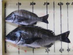 六本裏カセ・宮崎沖カセのチヌ釣果〜大型のバ…