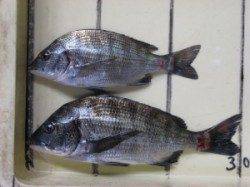 六本裏カセ・宮崎沖カセのチヌ釣果〜大型のバラしもありました