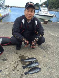 アシカのチョボ：潮が良くグレ良く釣れました…