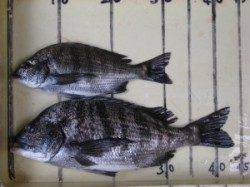 六本裏カセ 40cmオーバーが釣れるようになってきました♪