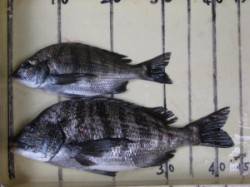 六本裏カセ 40cmオーバーが釣れるように…