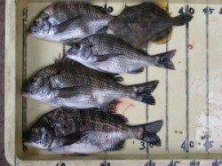 六本裏カセ 40cmオーバーが釣れるようになってきました♪