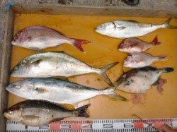 三尾の磯　カゴ＆フカセでヒラマサなど