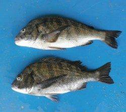 佐波賀地磯にて年なしチヌ50.2cm