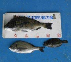 佐波賀地磯にて年なしチヌ50.2cm