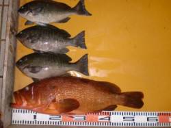 三尾の磯 ２号ハリスでデカアコウ54cm＼…