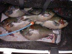 三尾の磯 ２号ハリスでデカアコウ54cm＼(◎o◎)／