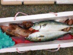 ショアジギングでハマチ・小マサ、根ジギングでアコウも♪
