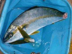 ショアジギングでハマチ・小マサ、根ジギングでアコウも♪