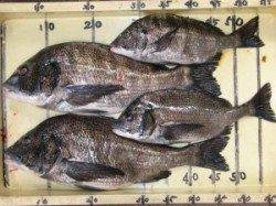 宮崎沖カセで年なしチヌ51cm〜雨の濁りで大型チヌがあがってます