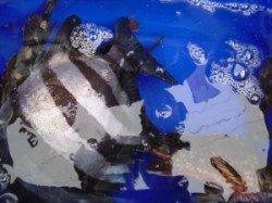 カブト磯の底物釣果です