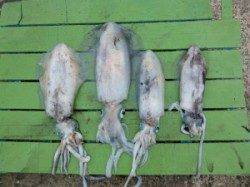 神谷一文字　ヤエンで1.3kgまでのアオリイカを4ハイ