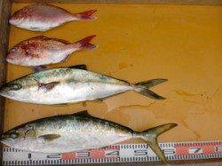 茶釜や立島、カゴ釣りでヒラマサ釣れてます！