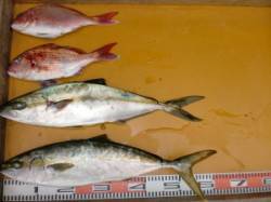 茶釜や立島、カゴ釣りでヒラマサ釣れてます！…