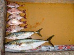 茶釜や立島、カゴ釣りでヒラマサ釣れてます！