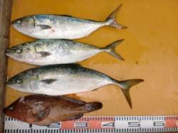 東肩のショアジギングでハマチ・アコウ