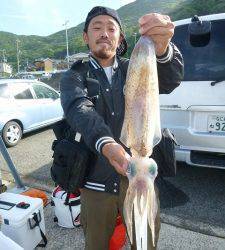 神谷一文字のアオリイカ釣果　ヤエンで1.3kg