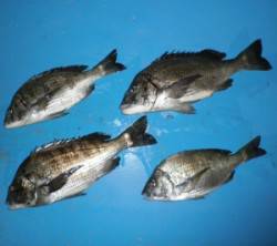 チヌの魚影が濃い親海公園、チヌ47.2cm…