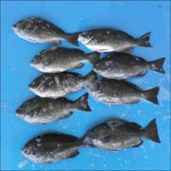 舞鶴田井の磯で立派なサイズのグレ46.2cm！