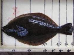 宮崎沖カセでヒラメ50cm
