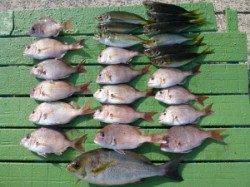 沖一文字外向きにて良型イサギの釣果