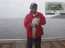 須磨海づり公園 アジの泳がせで記録賞のアオリイカ1325g！